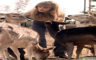 Jackie DeShannon tapety