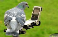 GPS gołebia