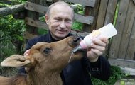 Putin karmi łosia