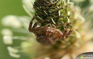 Acerbus galeria