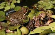 Box Of Frogs galeria