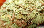 orange crush tapety