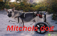 Mitch Ryder zdjęcia