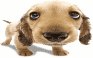 Animowane gify \ Animowany piesek