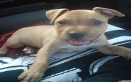 chelsea młody amstaff