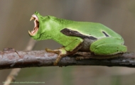 Rzekotka drzewna zielona - Tree frog