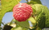 Malina makro