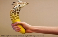 Banan animacja wykonana w GIMP