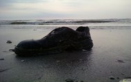 Bucik....znaleziony na plaży