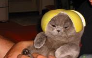 sweet-kitty