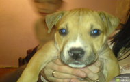 amstaff Bletka