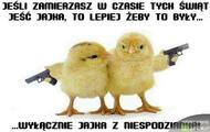 kurczaczki