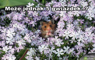 daj maxa
