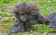 Afro-malpa