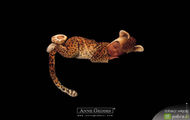 Anne Geddes 15