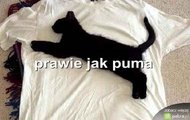 puma xd :)