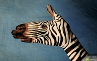 zebra - ręka