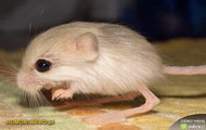 myszołap