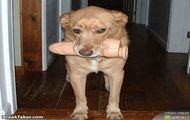 dildo dog