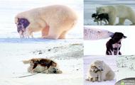 Niedzwiedź polarny i pies