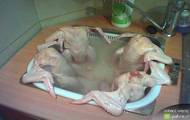 Nie ma to jak smaczne jacuzzi