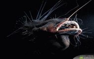 Anglerfish - ryba wędkarz