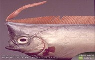 Oarfish - ryba wiosło