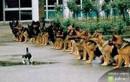 test silnej woli