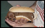 hot dog xxx