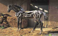konik xxx