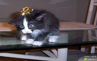 kotek :) xxx xxx