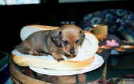 hot-dog 3 xxx