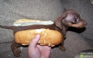 Hot Dog [Hit]