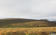 Tapeta Windows XP Bliss