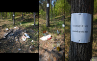 Świnie w Polskich lasach.