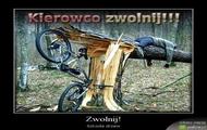 zwolnij! szkoda drzew