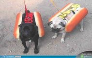 HOT-DOG...HI,HI/tomaszek1