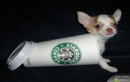 Hot dog do picia