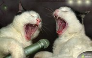 czyżby karaoke?