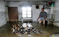 po prostu kaczuszki