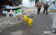 Yellow Retriver