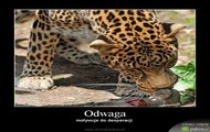 odwaga lol