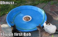 Idziesz pierwszy Bob