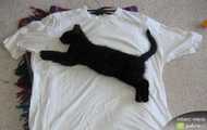 puma xd xxx