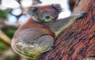 koala