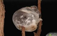 śpiący miś koala