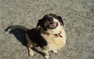 zdjęcia Ails Roscoe