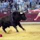 Byk Rodeo - A jednak Potrafi Latac