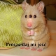 Chomik Jeść