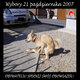 IDZNAWYBORY